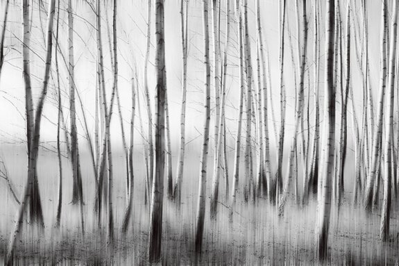 Artistiek berkenbos in monochrome kleuren