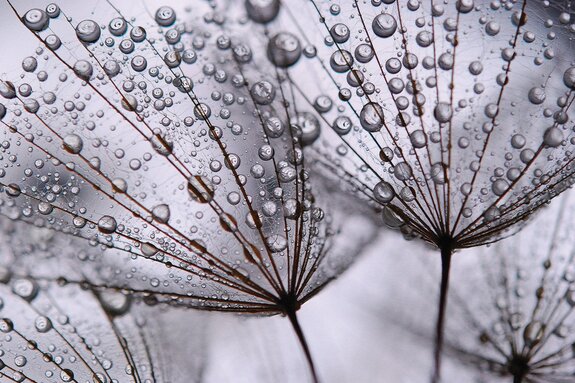 Paardenbloem close-up met dauwdruppels op de zaden