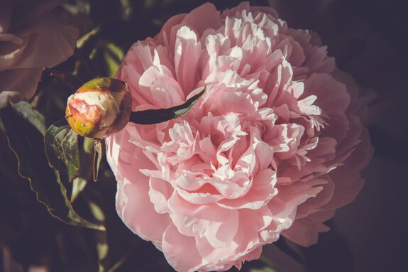 Prachtige roze pioenroos