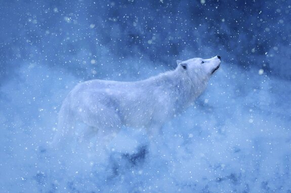 Een kalme witte wolf omringd door een winterlandschap