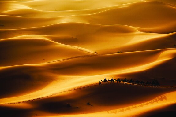 Dwalende kamelen op het eindeloze zand van de woestijn