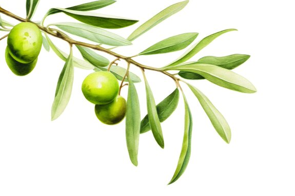 Een delicate olijftak met groene bladeren