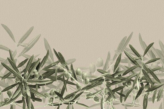 Groene olijfbladeren op een delicate lichte achtergrond