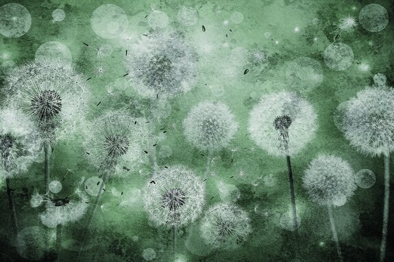 Groene achtergrond met delicate paardenbloemen