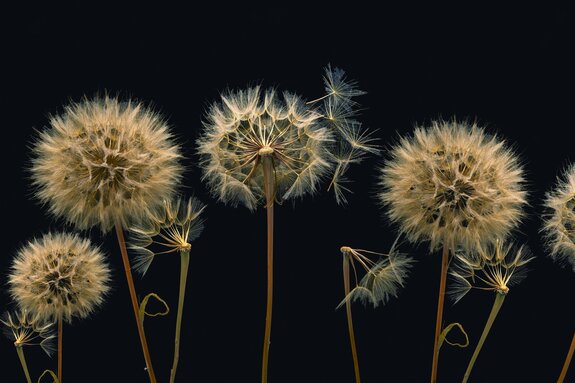 Close-up van de subtiele structuren van paardenbloemen
