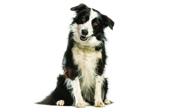 Border collie in een realistisch portret