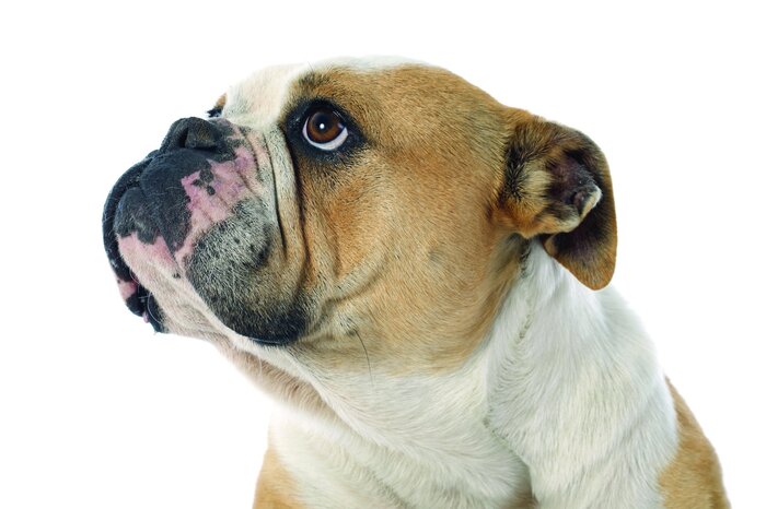 Engelse bulldog in een portret