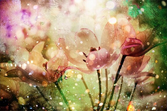 Tulips in a modern version