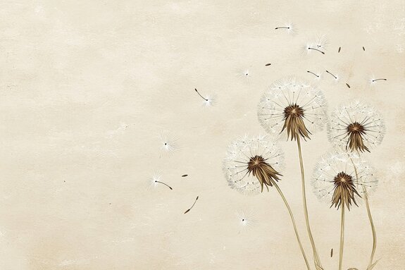 Paardenbloemen met zaden die in de wind waaien