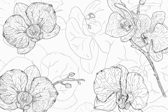 Tekening schets van orchideeënbloemen