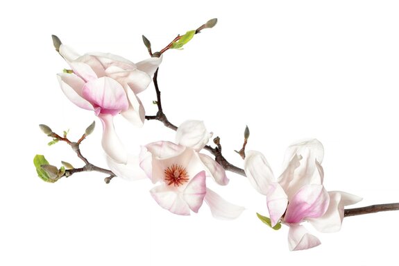 Orchideeënstengel met witte bloemen