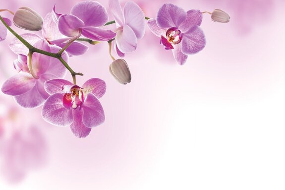 Hangende roze orchideeënbloemen