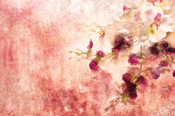 Abstracte roze orchideeënbloemen