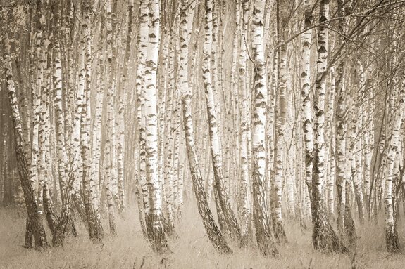 Berkenboslandschap in sepia