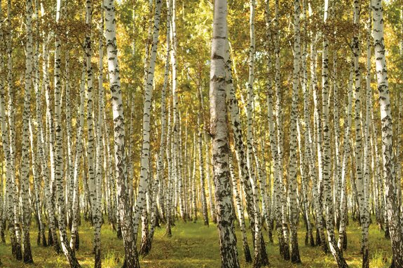 Zonnig uitzicht op het berkenbos