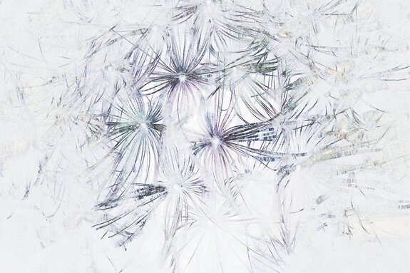Dandelion seeds in watercolor style, botanical motif