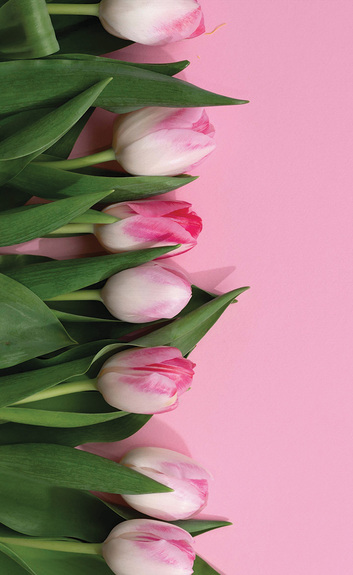Roze tulpen op lichtroze achtergrond