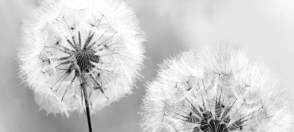 Fluffy dandelions (1 part) grey wide