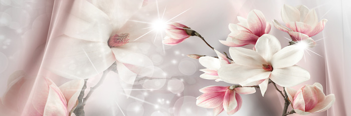 Roze en witte magnolia&#39;s in spiegelbeeld