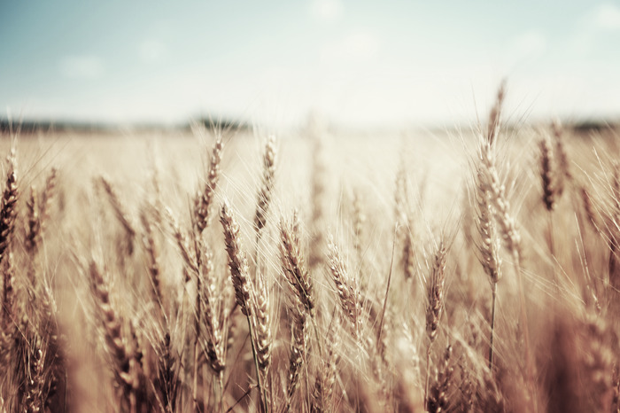 Korenaren in zacht licht