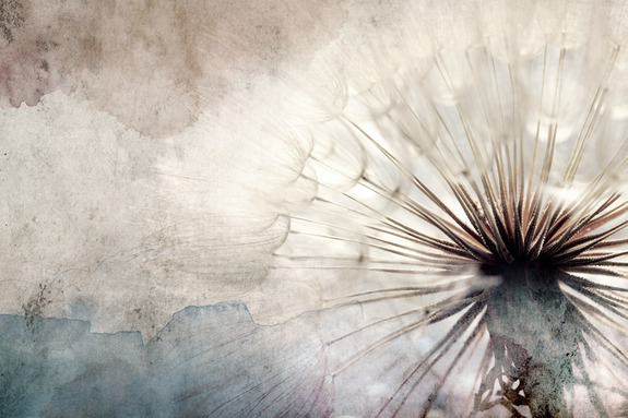 Dandelions in the clouds (1 part) wide