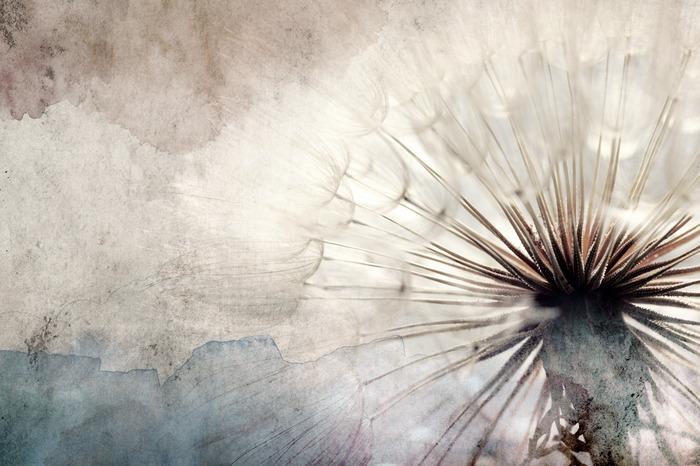 Paardenbloem in een beige en blauwe compositie