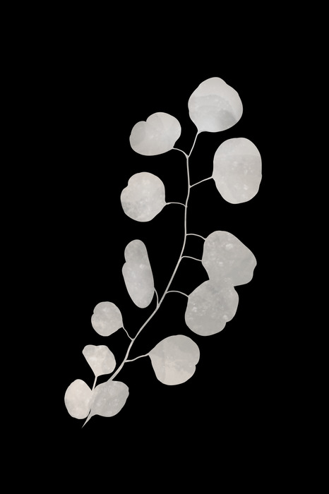 Heldere eucalyptusbladeren op een zwarte achtergrond