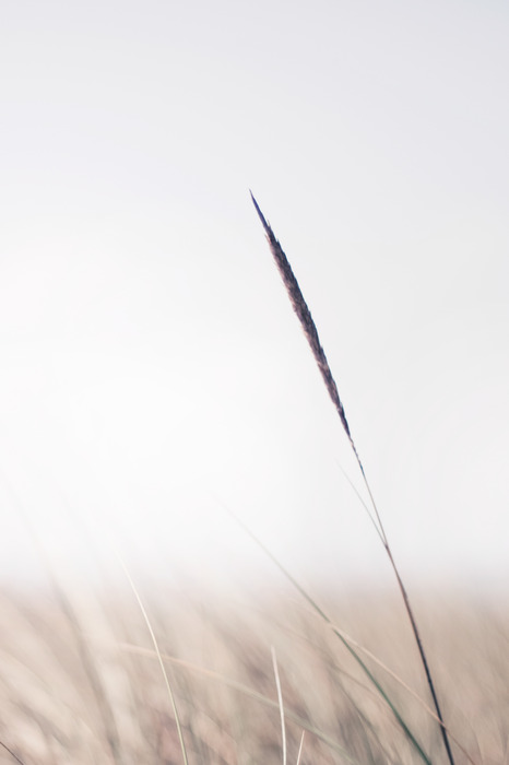 Een slank grassprietje in een minimalistisch kader