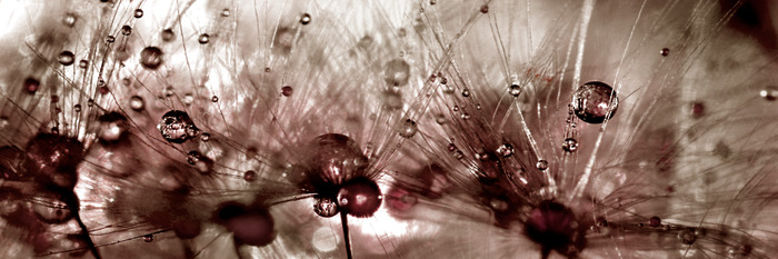 Paardenbloemmotief met glanzende druppels in bruine tinten