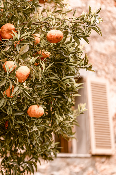 Een citrusboom naast een gebouw in een warm land
