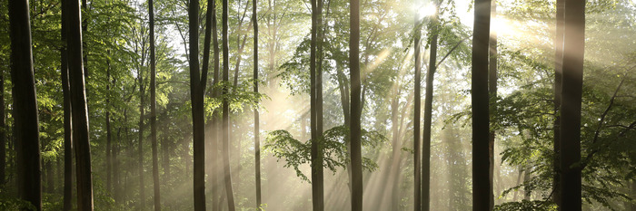 Ochtendlicht schijnt door de bomen
