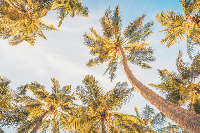 Uitzicht van onderaf op de palmboomkronen