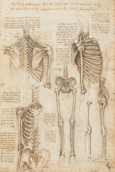 Anatomische tekening die de structuur van botten en ribben laat zien