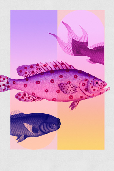 Fish in pastels - stylized fish against gradient shapes
