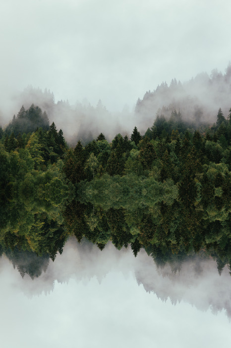 Naaldbos in de mist met een spiegelreflectie