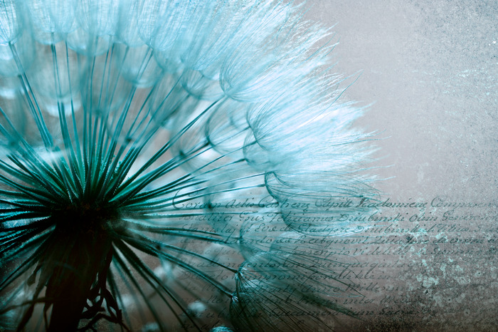 Koele blauwe paardenbloem met tekst op de achtergrond