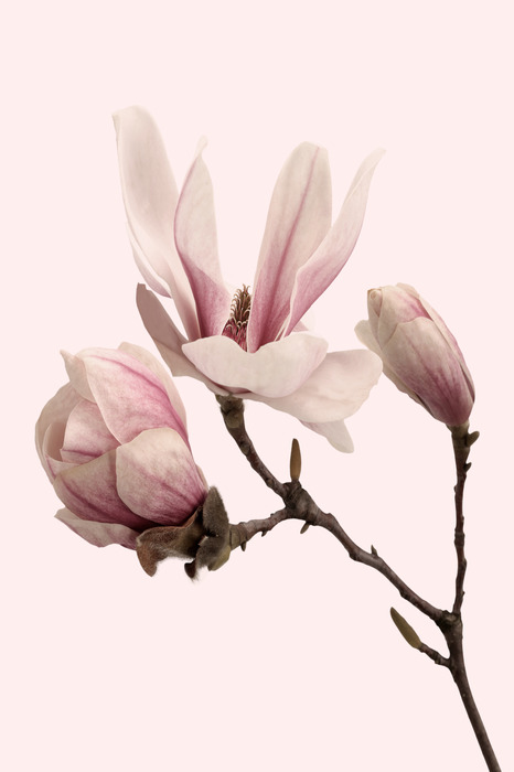 Een subtiele magnoliatak in pastelroze