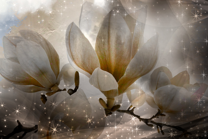 Heldere magnoliabloemen met een glinsterend sprankelend effect