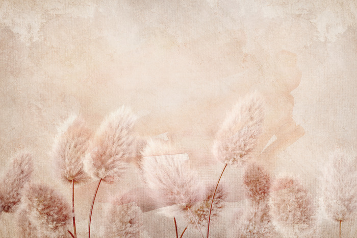 Heldere, donzige grassen in een delicate compositie