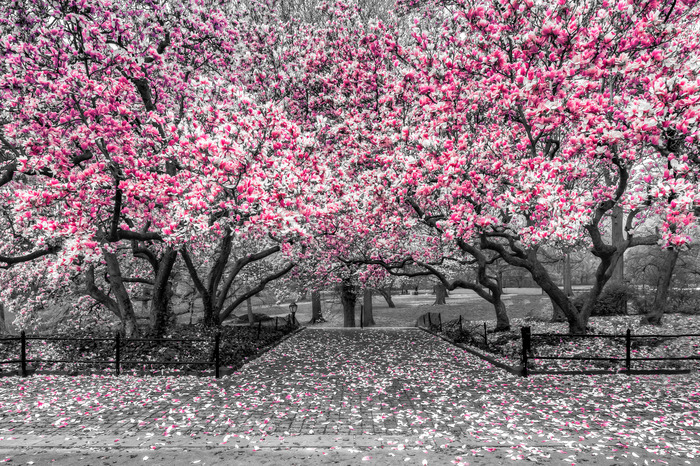 Bloeiende magnoliabomen langs een geplaveid pad