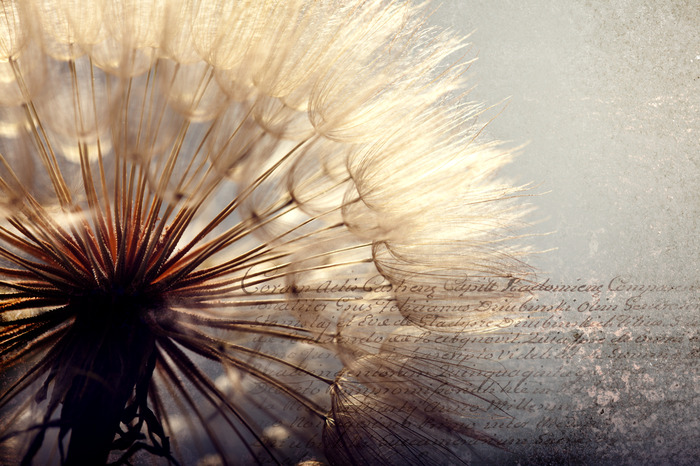 Paardenbloem op een gestructureerde achtergrond met het opschrift