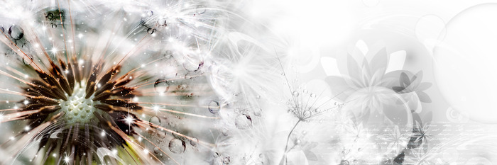 Paardenbloem in witte tinten met een gloeiend effect