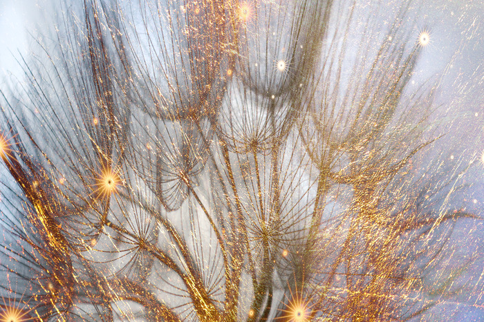 Paardenbloemen met gouden reflecties