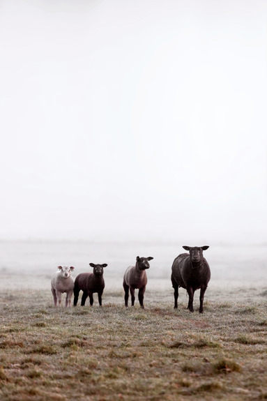 Friends in the morning (1 part) vertical