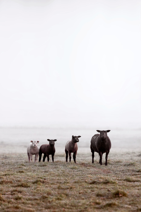 Een groep schapen in een mistige weide