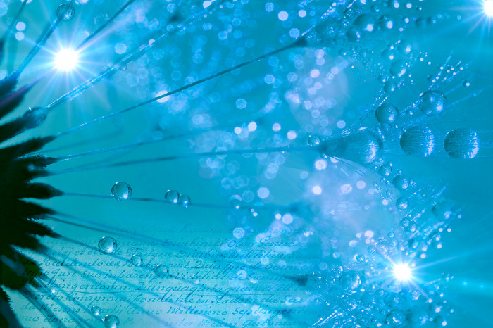 Macrofotografie van een paardenbloem in blauwe tinten