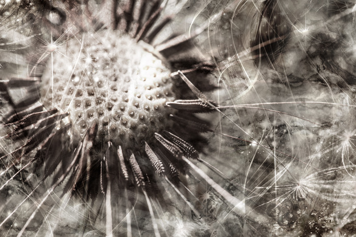 Een close-up van een paardenbloem in monochrome tinten