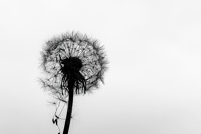 Minimalistische paardenbloem in zwart-wit