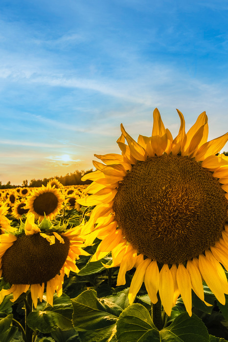 Verticale opname van zonnebloemen