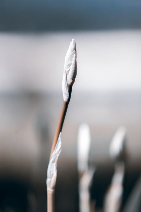 Close-up van een heldere plantenscheut